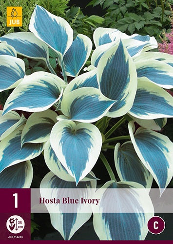 1 HOSTA BLUE IVORY