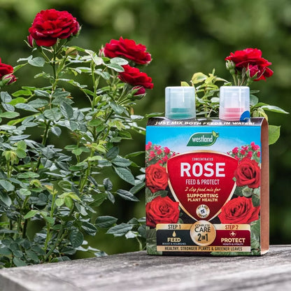 Westland Rose 2 in 1 Feed & Protect 2 x 500ml