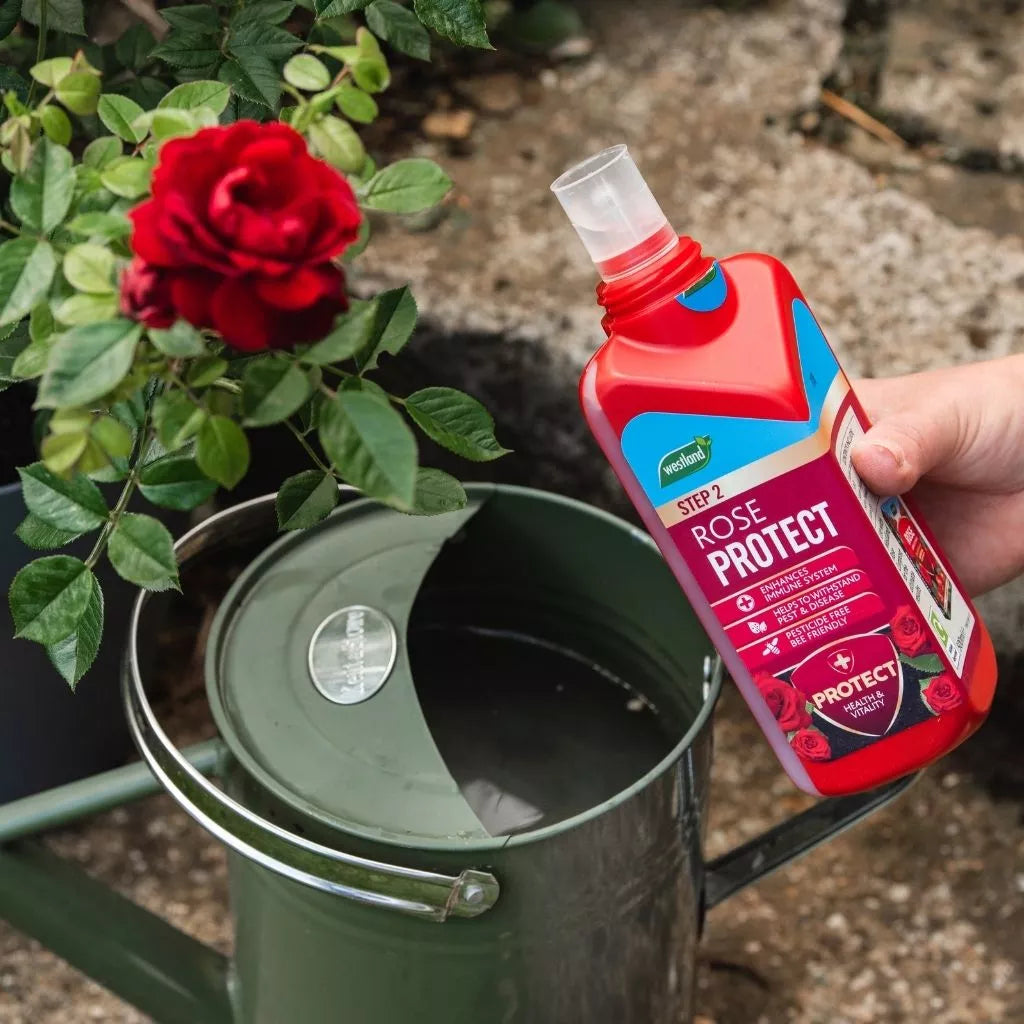 Westland Rose 2 in 1 Feed & Protect 2 x 500ml