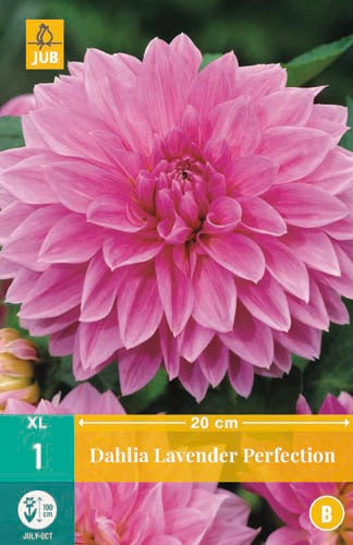 1 Dahlia Lavender Perfection