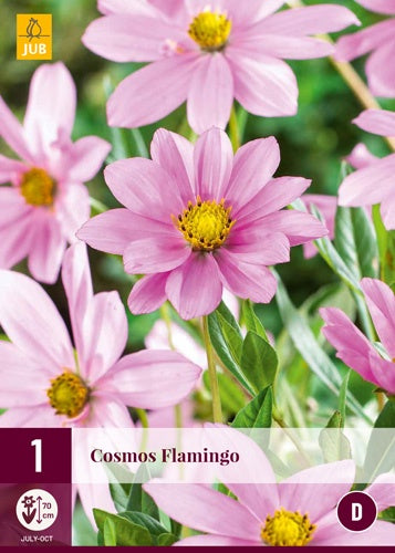 1 COSMOS FLAMINGO