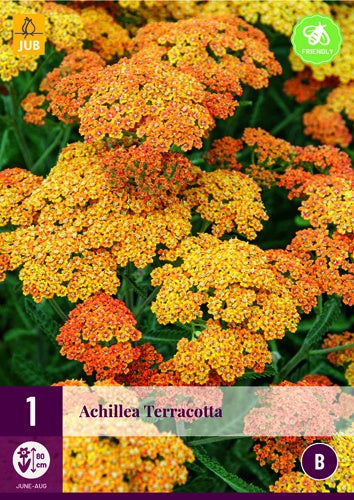 1 ACHILLEA TERRACOTTA