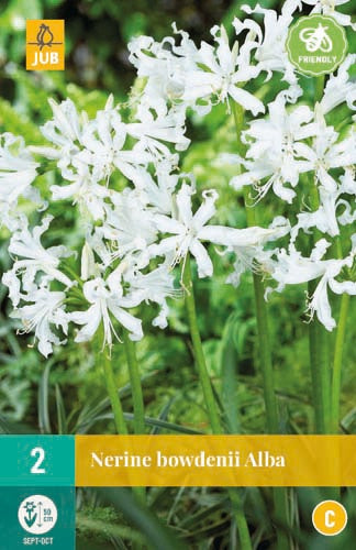 2 Nerine Bowdenii Alba