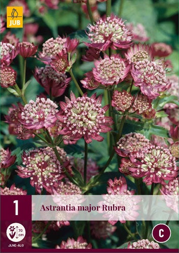 1 ASTRANTIA MAJOR RUBRA