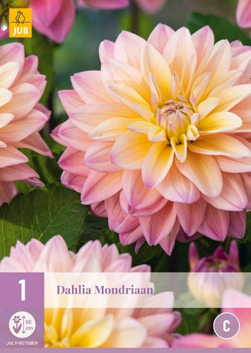 1 Dahlia Mondriaan