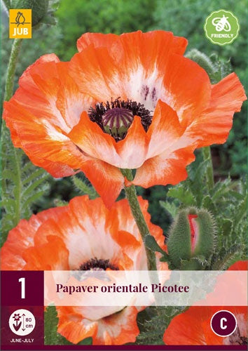 1 PAPAVER ORIENTALE PICOTEE