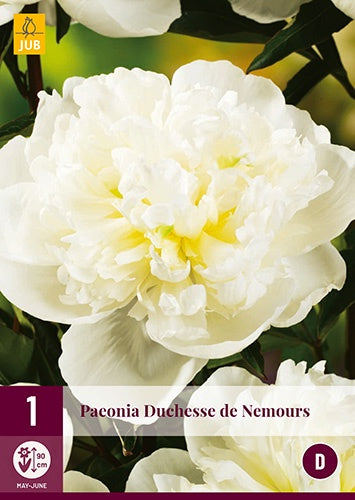 1 PAEONIA DUCHESSE DE NEMOURS