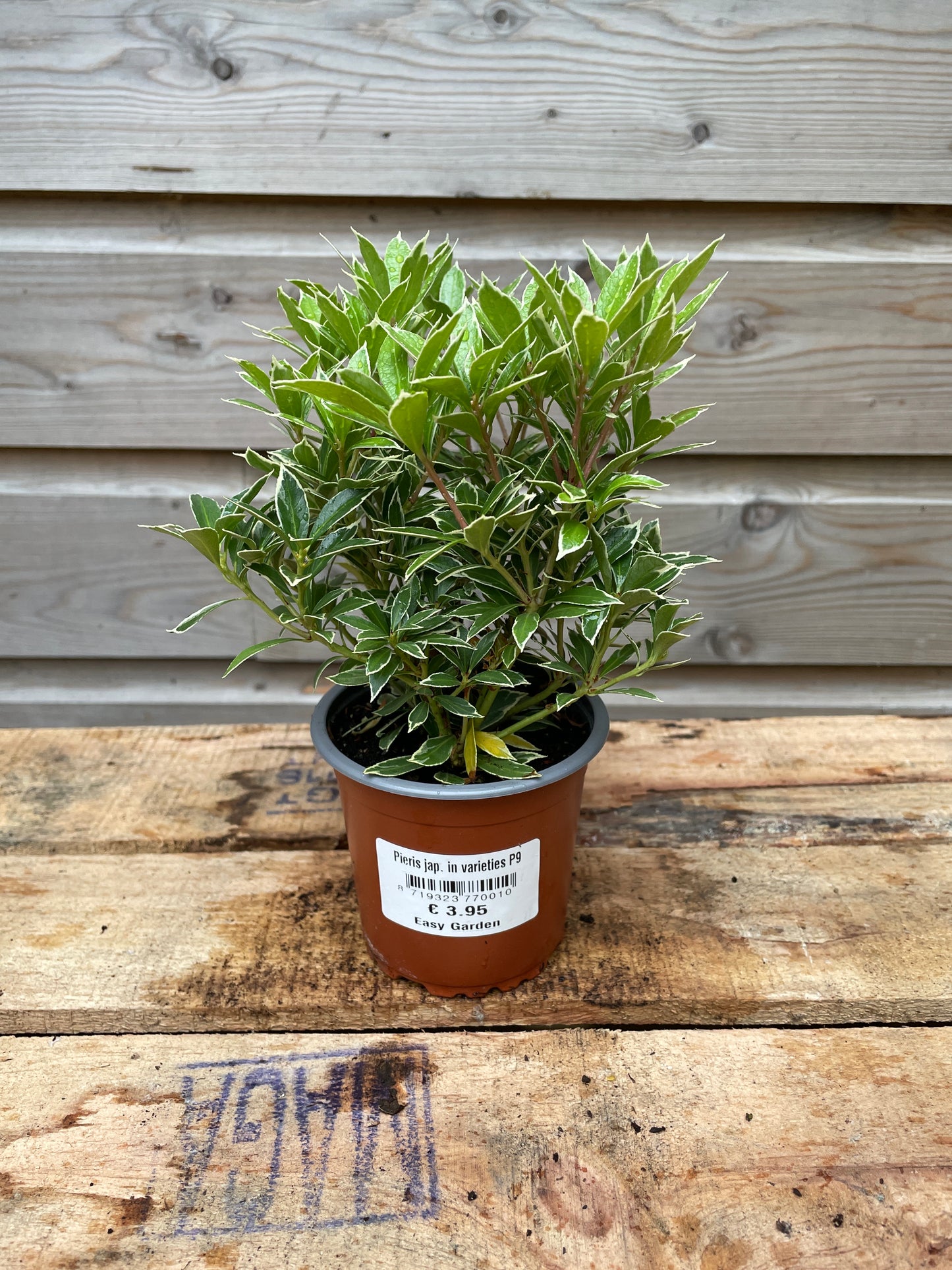 Pieris jap. in varieties / P9