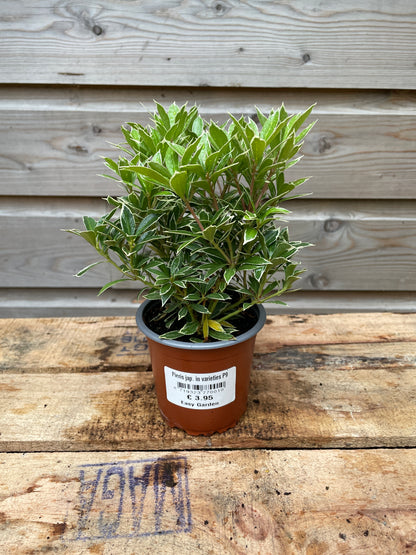Pieris jap. in varieties / P9
