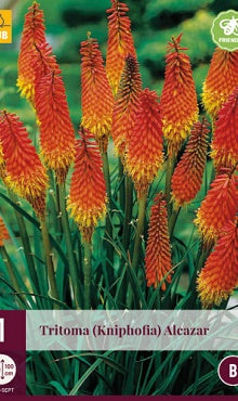 1 TRITOMA (KNIPHOFIA) ALCAZAR