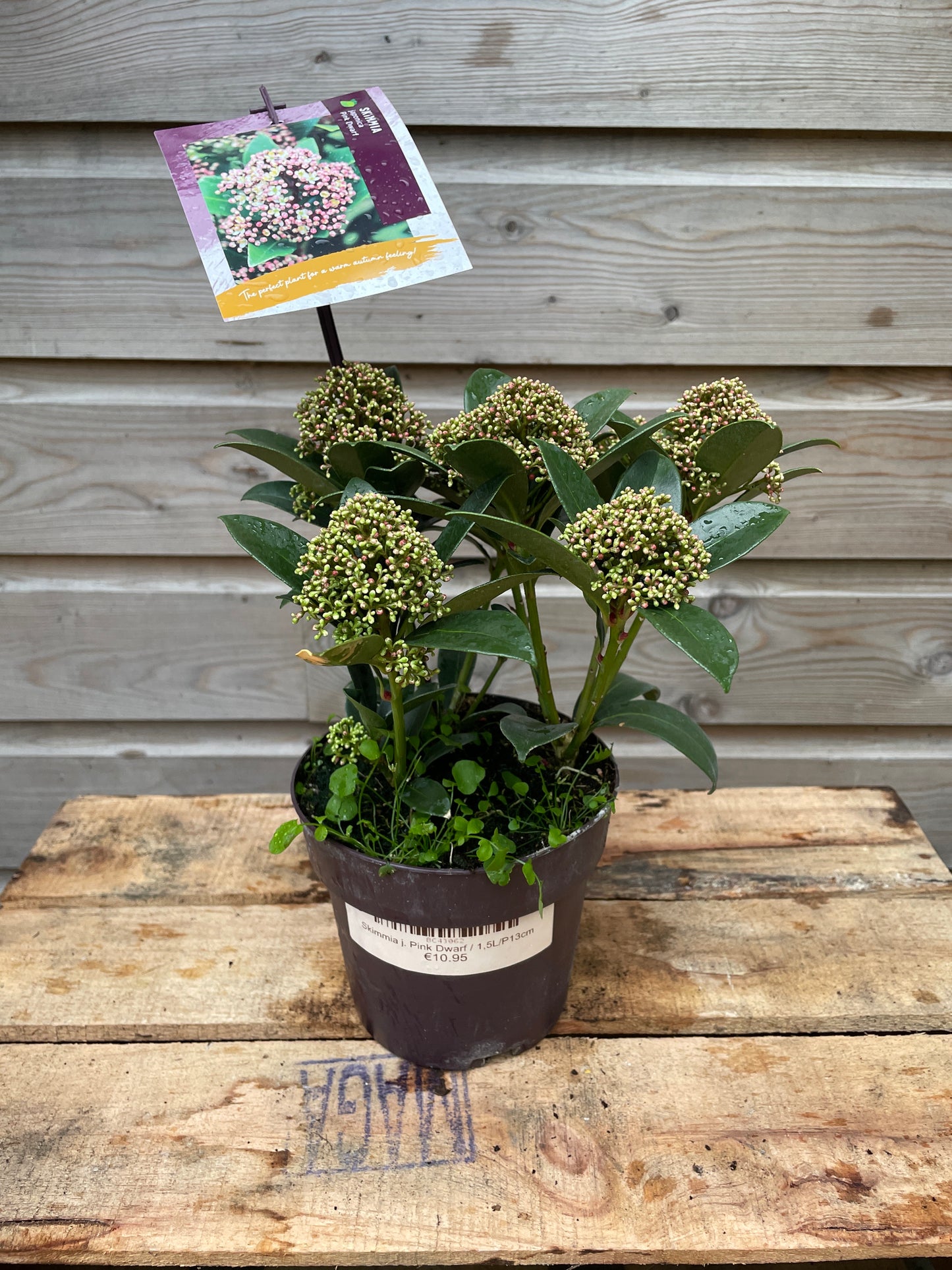 Skimmia j. Pink Dwarf / 1,5L/P13cm