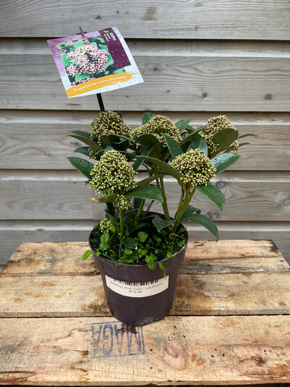 Skimmia j. Pink Dwarf / 1,5L/P13cm