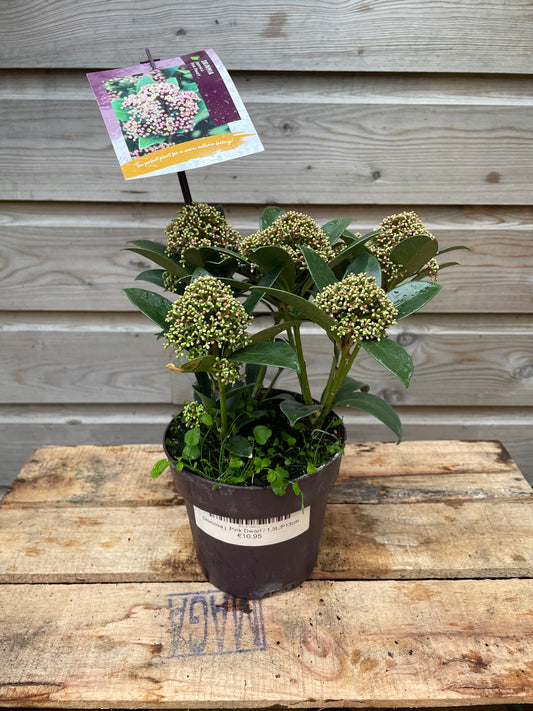Skimmia j. Pink Dwarf / 1,5L/P13cm