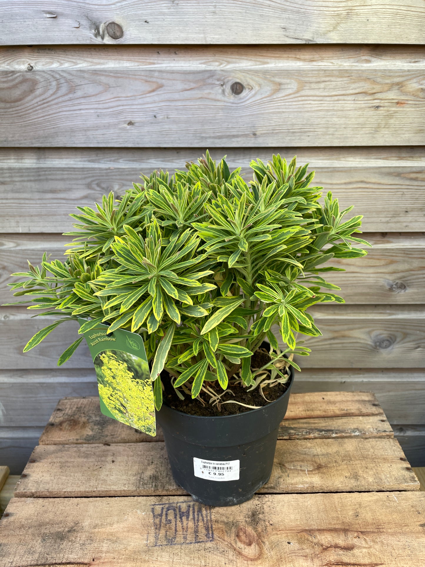 Euphorbia in varieties / P17 (2 Ltr)