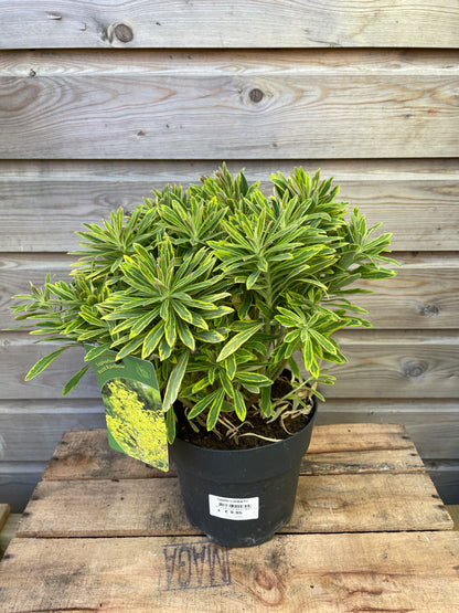 Euphorbia in varieties / P17 (2 Ltr)