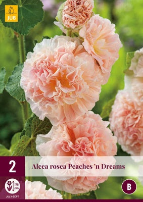 2 ALCEA ROSEA PEACHES 'N' DREAMS