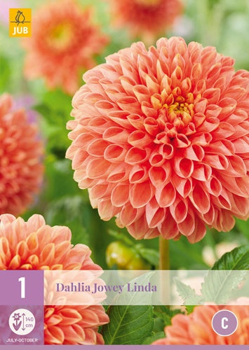 1 Dahlia Jowey Linda