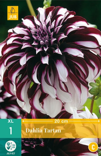 1 Dahlia Tartan