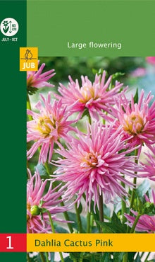 1 Dahlia Cactus Border Pink