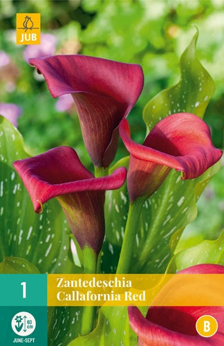 1 Zantedeschia Callafornia Red