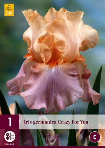 1 IRIS GERMANICA CRAZY FOR YOU