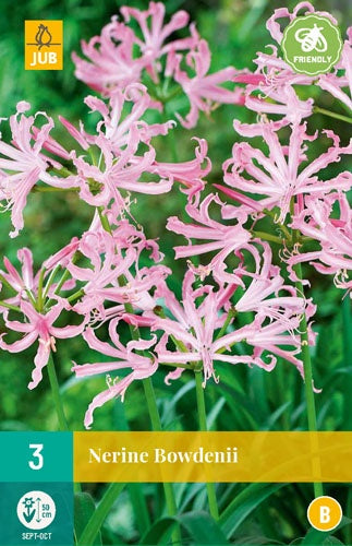 3 Nerine Bowdenii