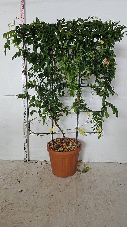 Wisteria sin. mix colours / C30 - spalier 120x80-Easy Garden Centre