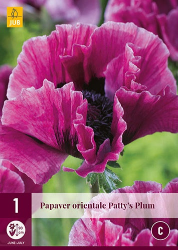 1 PAPAVER ORIENTALE PATTY'S PLUM