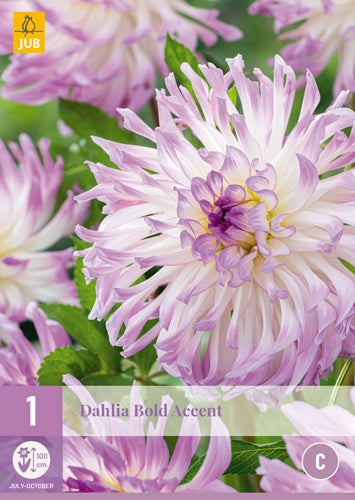 1 Dahlia Bold Accent