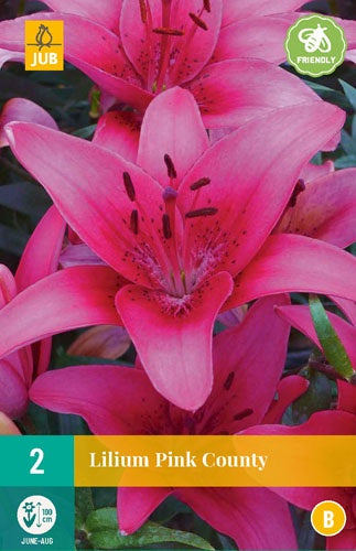 2 Lilium Pink County