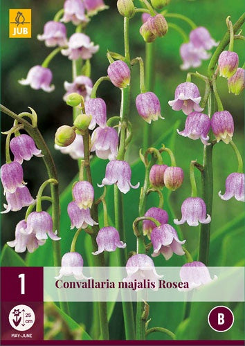 1 CONVALLARIA MAJALIS ROSEA