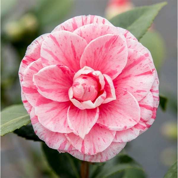 Camellia jap. 'Bonomiana' / 3Ltr Premier-Easy Garden Centre