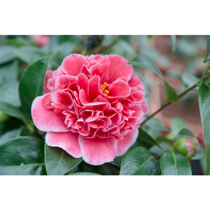 Camellia jap. 'Volunteer'® (PBR) / 3Ltr Premier-Easy Garden Centre