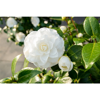 Camellia jap. 'Nuccio's Gem' / 3Ltr Premier-Easy Garden Centre