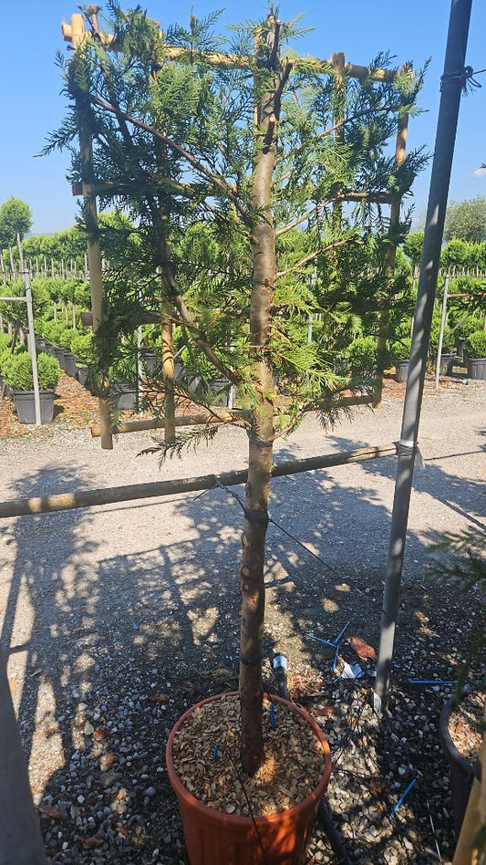 Cupressocyparis Leylandii / C25 - 1/2 STD + 70x70 spalier-Easy Garden Centre