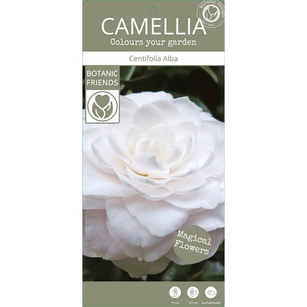 Camellia jap. 'Centifolia Alba' / 10Ltr-Easy Garden Centre