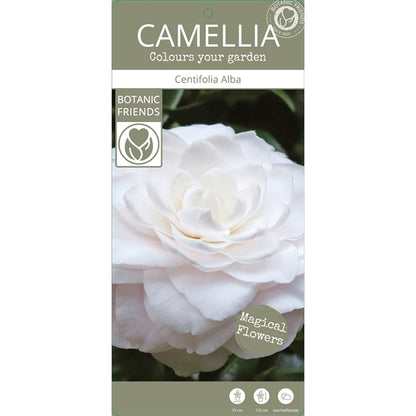 Camellia jap. 'Centifolia Alba' / 10Ltr-Easy Garden Centre