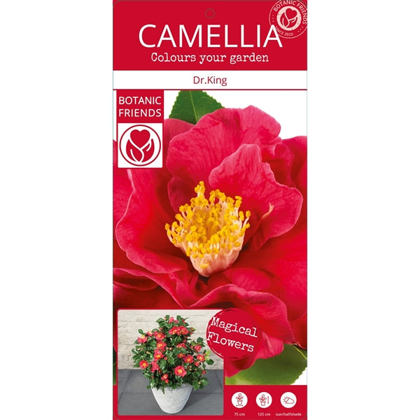 Camellia jap. 'Dr. King' / 10Ltr-Easy Garden Centre