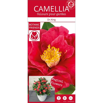 Camellia jap. 'Dr. King' / 10Ltr-Easy Garden Centre