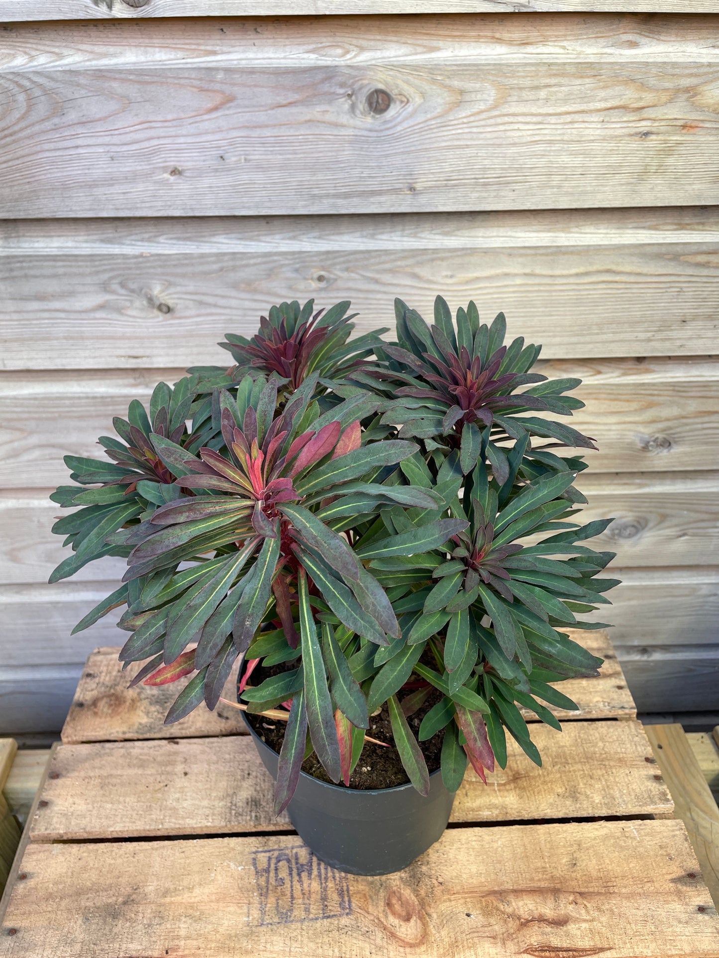 Euphorbia in varieties / P17 (2 Ltr)