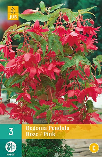 3 Begonia Pendula Orange