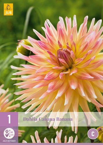 1 Dahlia Cabana Banana