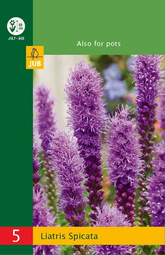 5 Liatris Spicata Bulb bh