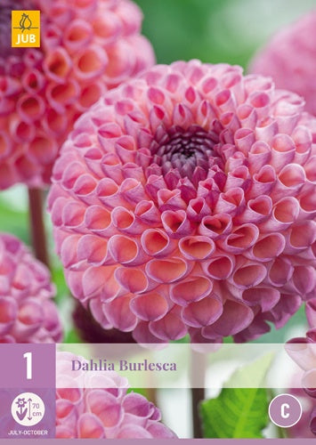 1 Dahlia Burlesca