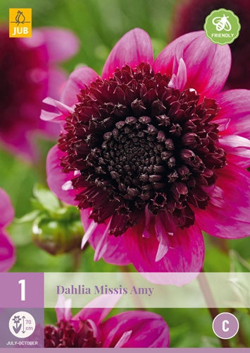 1 Dahlia Missis Amy