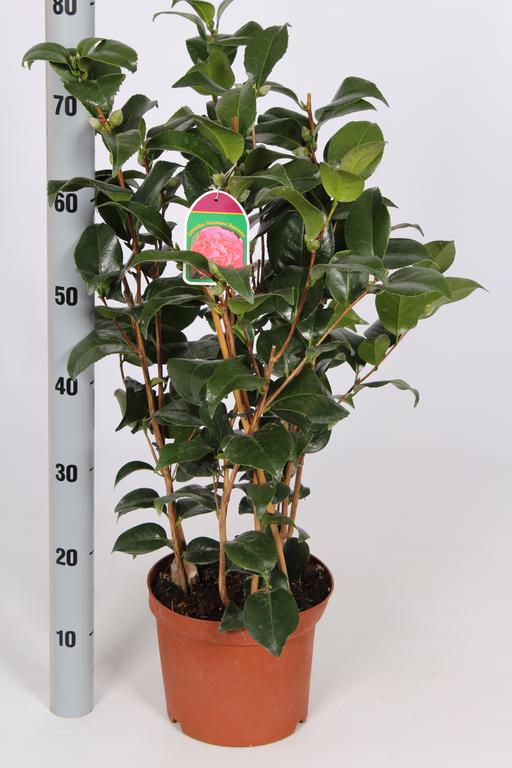 Camellia japonica in varieties / P21 (4 Ltr) / 60/70-BUSH-Easy Garden Centre