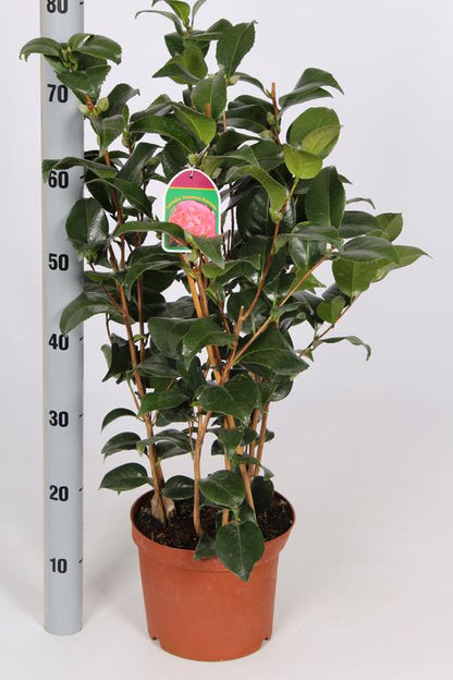 Camellia japonica in varieties / P21 (4 Ltr) / 60/70-BUSH-Easy Garden Centre