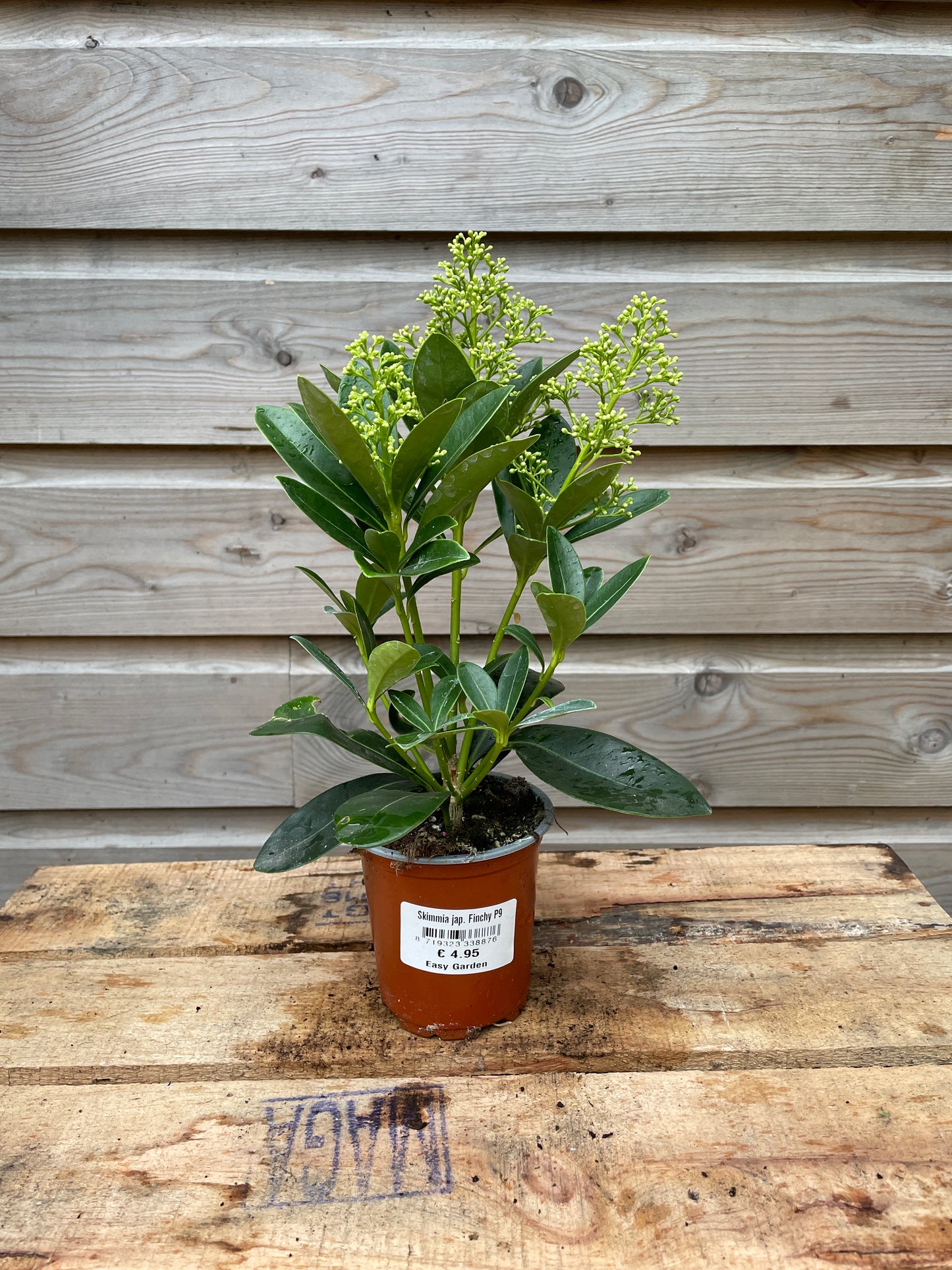 Skimmia jap. Finchy / P9 / 4/5-FLOWER