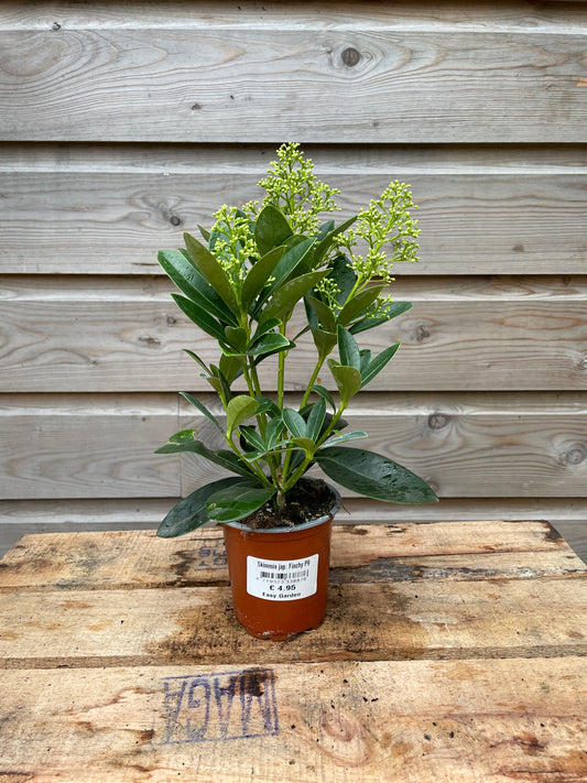 Skimmia jap. Finchy / P9 / 4/5-FLOWER
