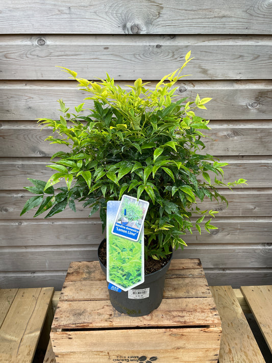 Nandina dom. Lemon & Lime / P23 (5 Ltr)